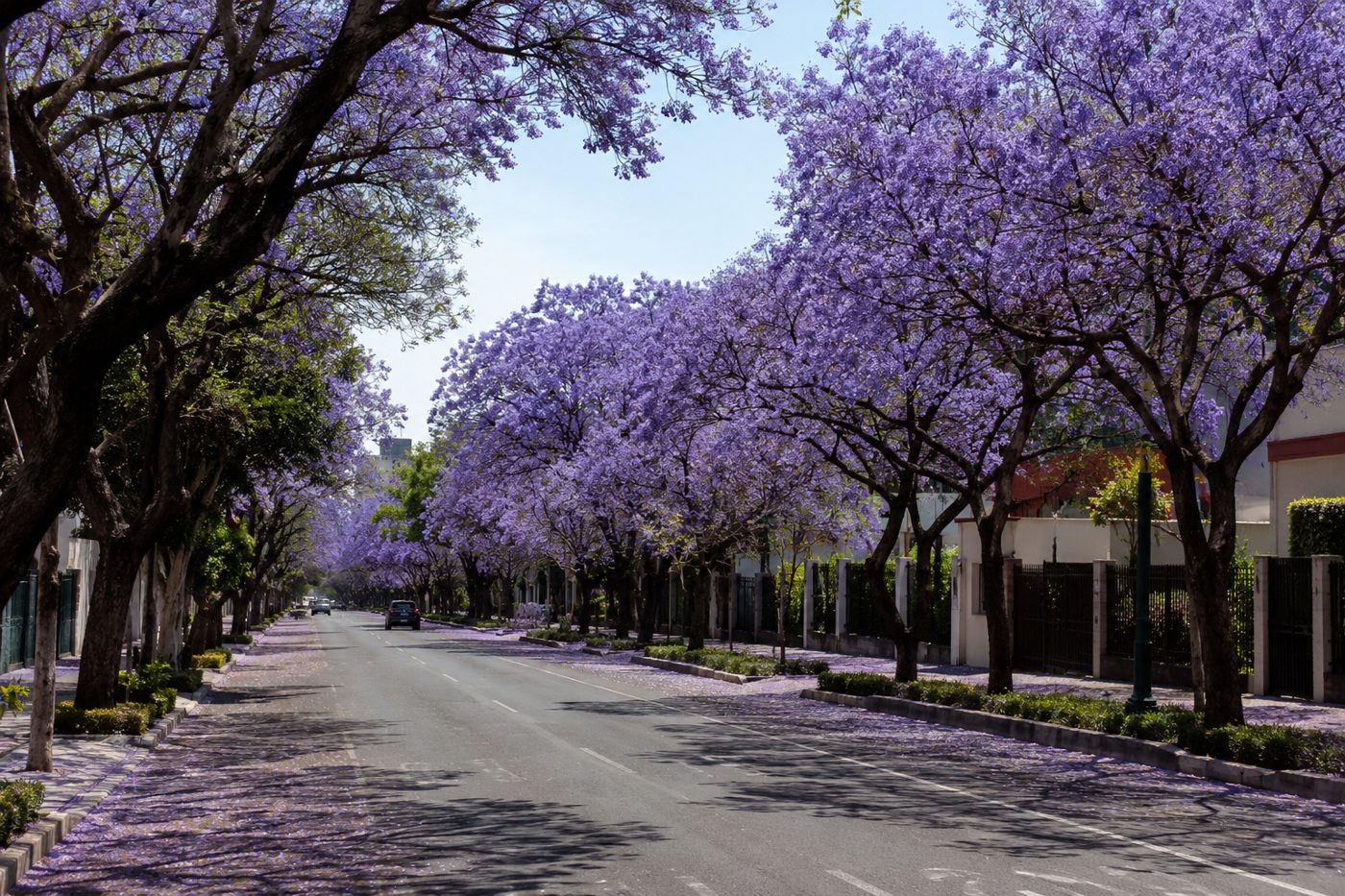 Boulevard arbolado en Culiacán