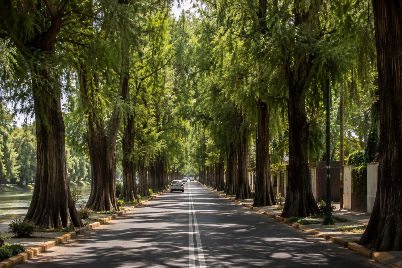 Boulevard arbolado en Culiacán